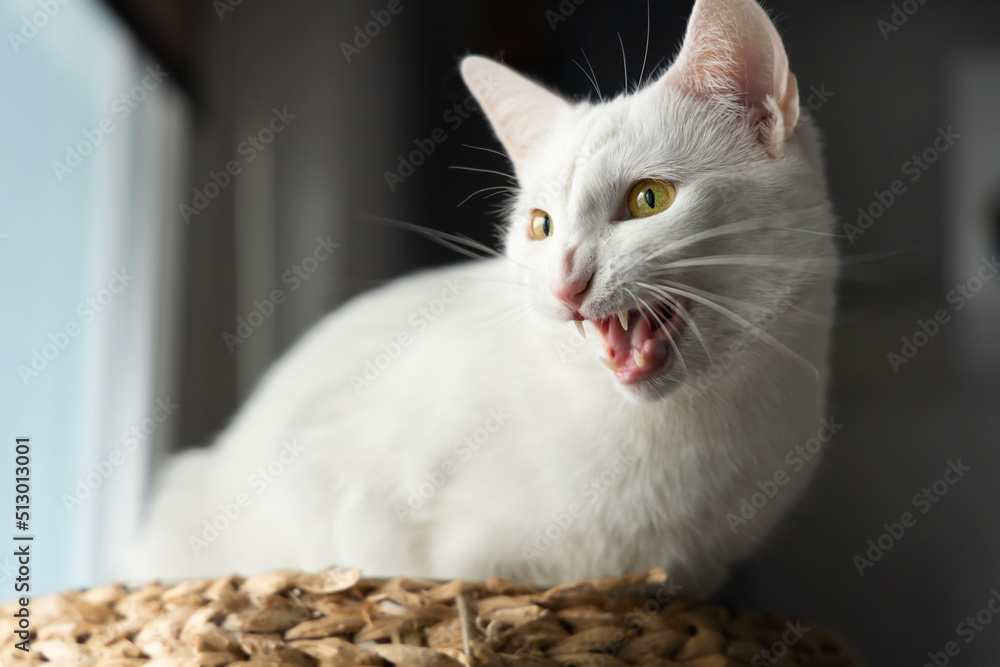 Obraz premium Angry white Cat in his house