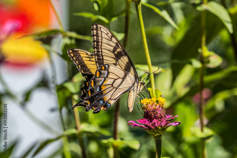 Yellow swallowtail butterfly on a flower Yellow swallowtail butterfly on a flower