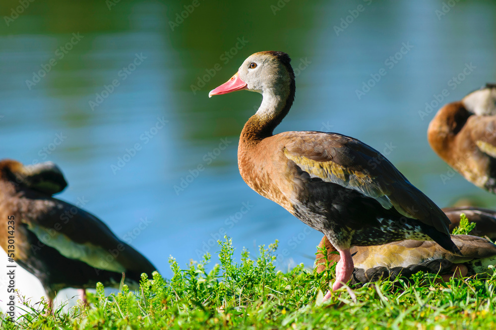Pato salvaje Pato salvaje