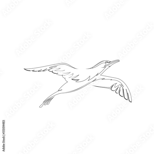 bird animal design logo outline