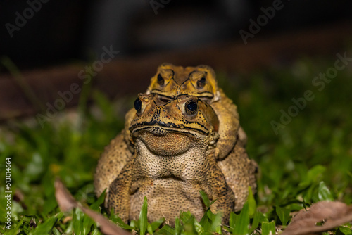 Asian toad mate, Asian Common or Asian Toad, black-spectacled or Common Sunda or Javanese toad and scientific name is Duttaphrynus melanostictus, sitting on green grass in natural habitat at night.
