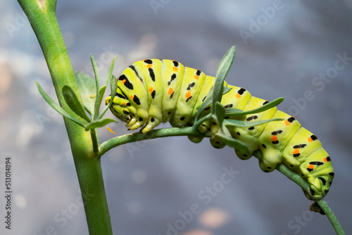 Swallowtail caterpillar(Papilio machaon) on common rue leaves, close-up. © Oksana