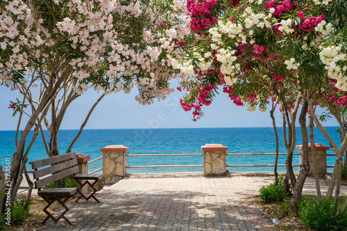Fototapeta Naklejka Na Ścianę i Meble -  Beautiful resort promenade with a bench and blooming colorful Oleanders against the backdrop of  Mediterranean Sea and blue sky.