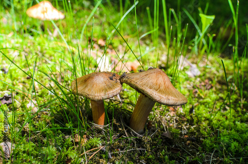 mushrooms in the grass near the path