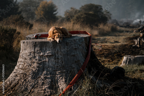 Cute brown Africanis dog lying on a huge tree trunk photo