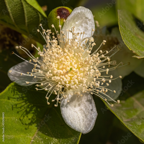 Closeup shot of guava (psidium guajava) flower photo