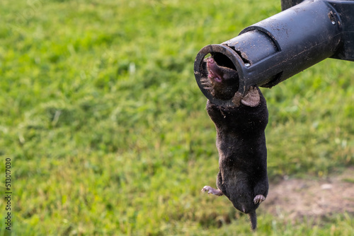 Mole in a trap in the hands of a gardener against the backdrop of a lawn, close-up image