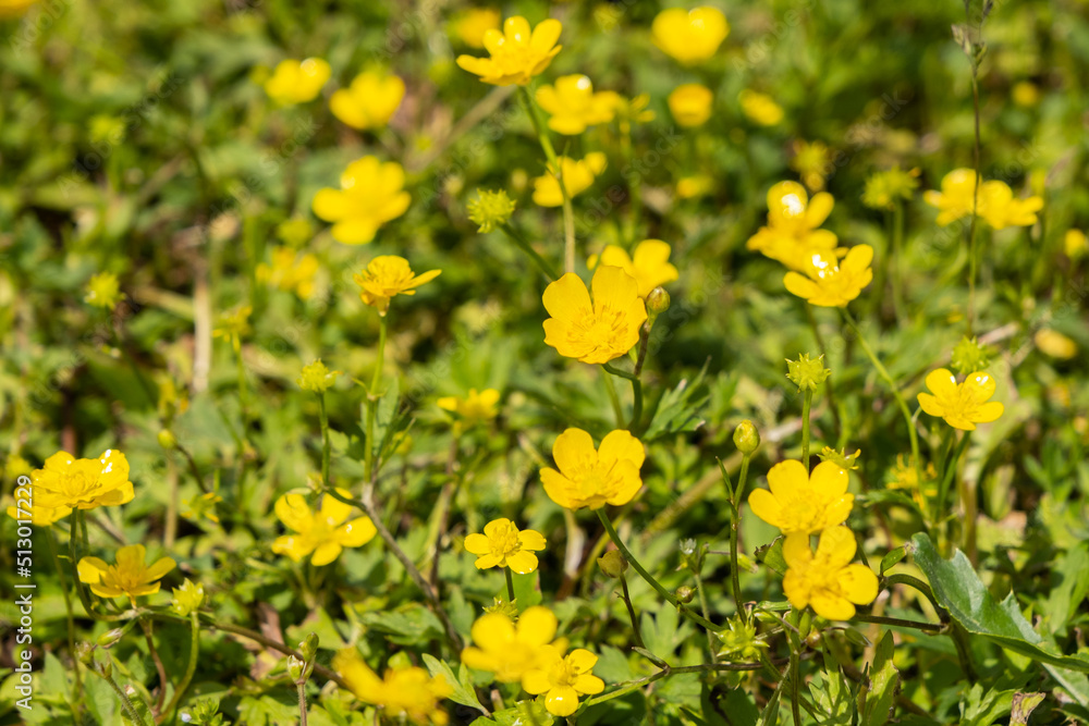 Obraz premium Yellow buttercup flowers in spring on the green natural background. Selective focus.