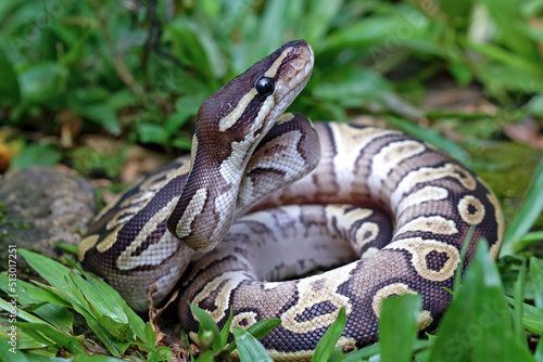 Ball python snake close up on grass, python regius