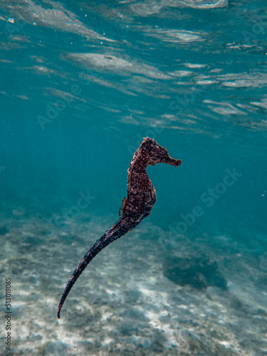 Cute seahorse floating above a shallow coral reef.