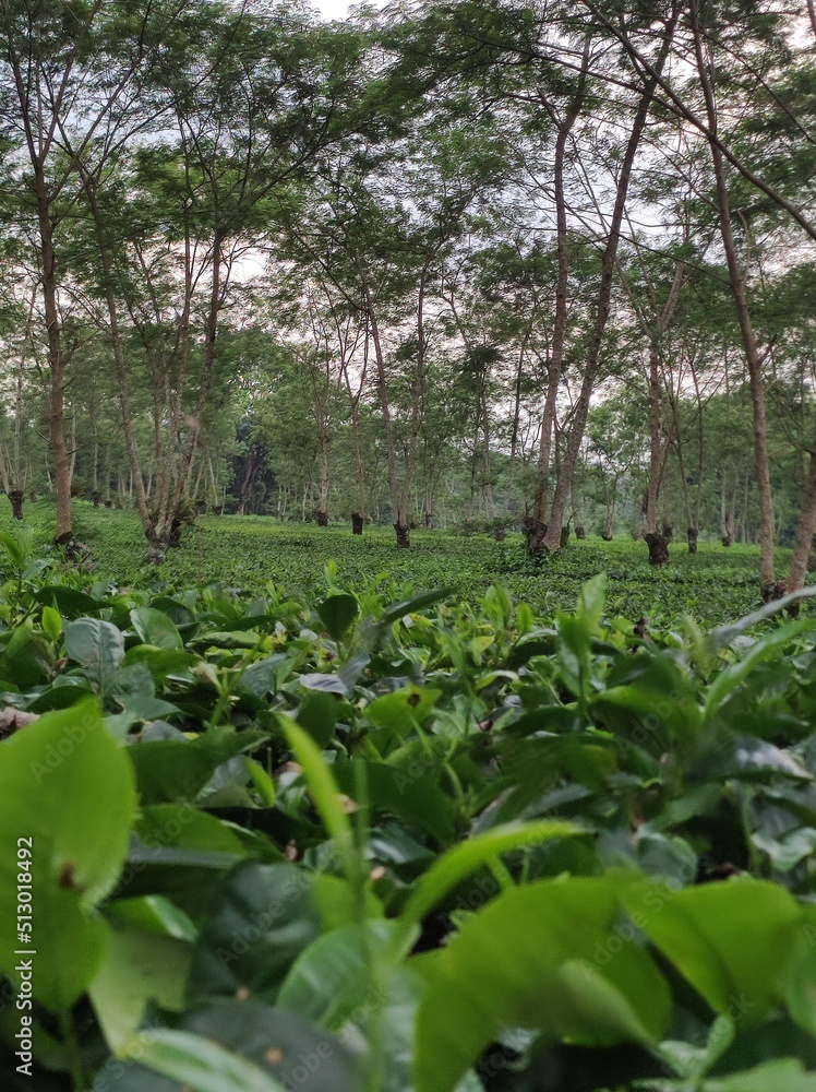 green tea view in the garden