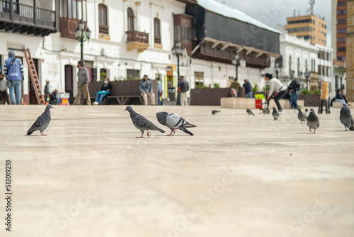 Pair of pigeons walking in the Plaza de Bolivar in the city of Tunja, in Colombia © Yasziip