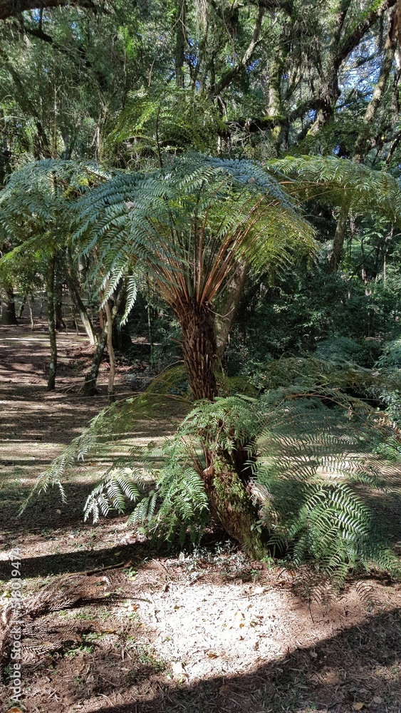 Fototapeta premium A fern (Samambaiaçu) in a Barigui forest, in Curitiba, Paraná.