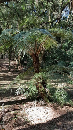 A fern (Samambaiaçu) in a Barigui forest, in Curitiba, Paraná.