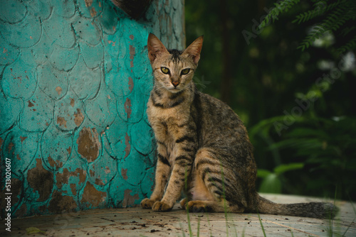 Canvas Print cat on the wall