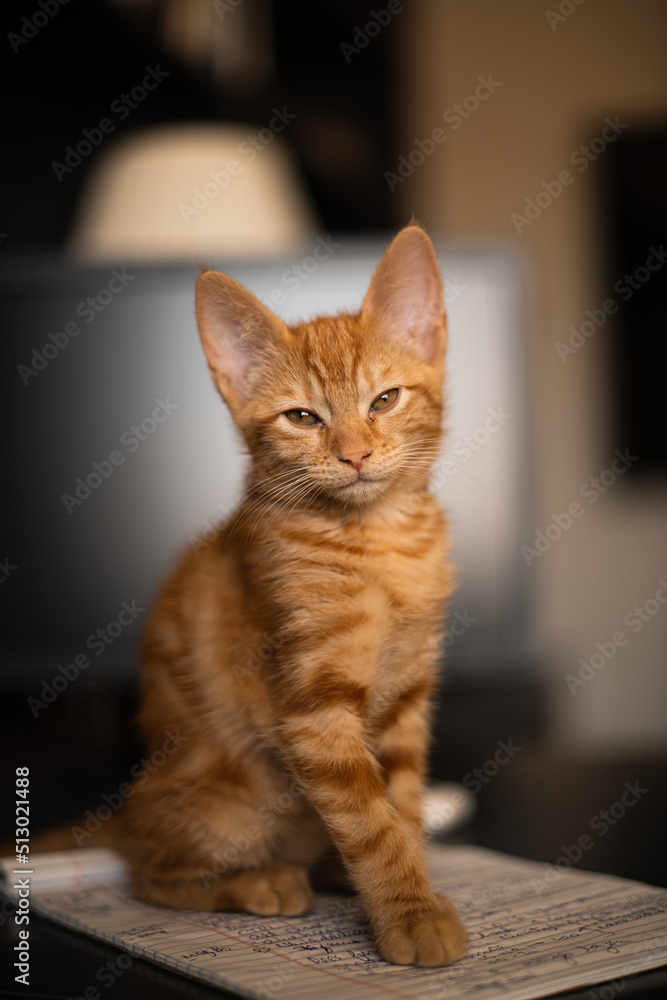 Tabby Cat Tabby Cat