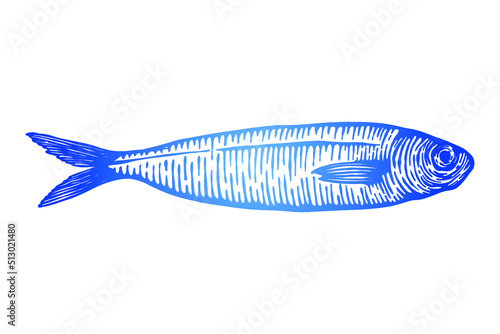 Sardine fish Vector illustration - Hand drawn - Out line