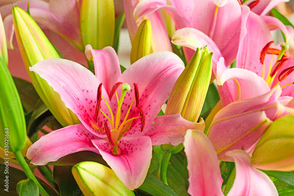 A pink lily flower indoors with lush green leaves. Closeup of a beautiful bunch of natural flowers with detail blossoming and blooming. Bouquet or plant gift with a bright color on a summer day