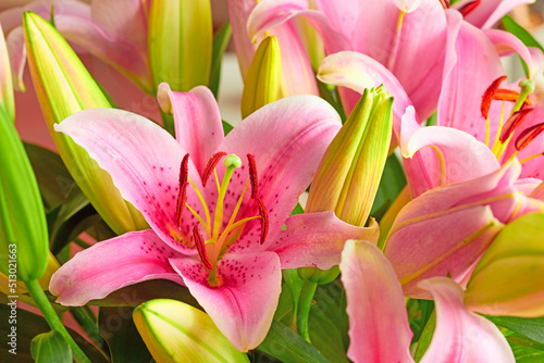 A pink lily flower indoors with lush green leaves Fototapet