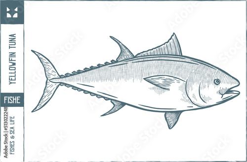  Yellowfin tuna Vector illustration - Hand drawn - Out line