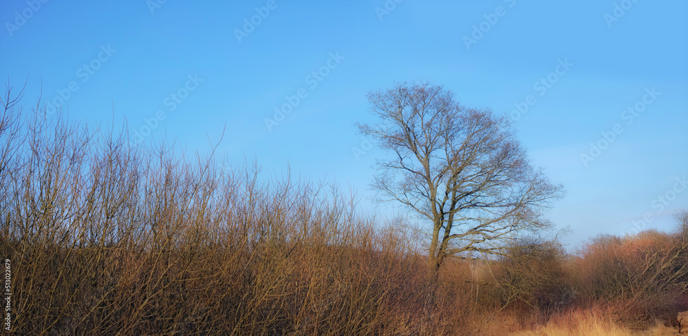 Obraz premium Dry or arid land an empty Denmark swamp in early spring. Uncultivated farmland and a tree without leaves with a blue sky background. Semi desert prairie or pasture grassland clumps in rural landscape