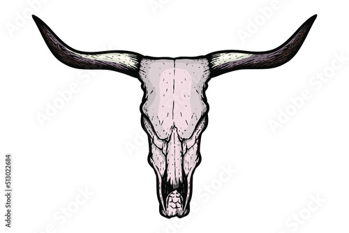 Bull skull - vector illustration