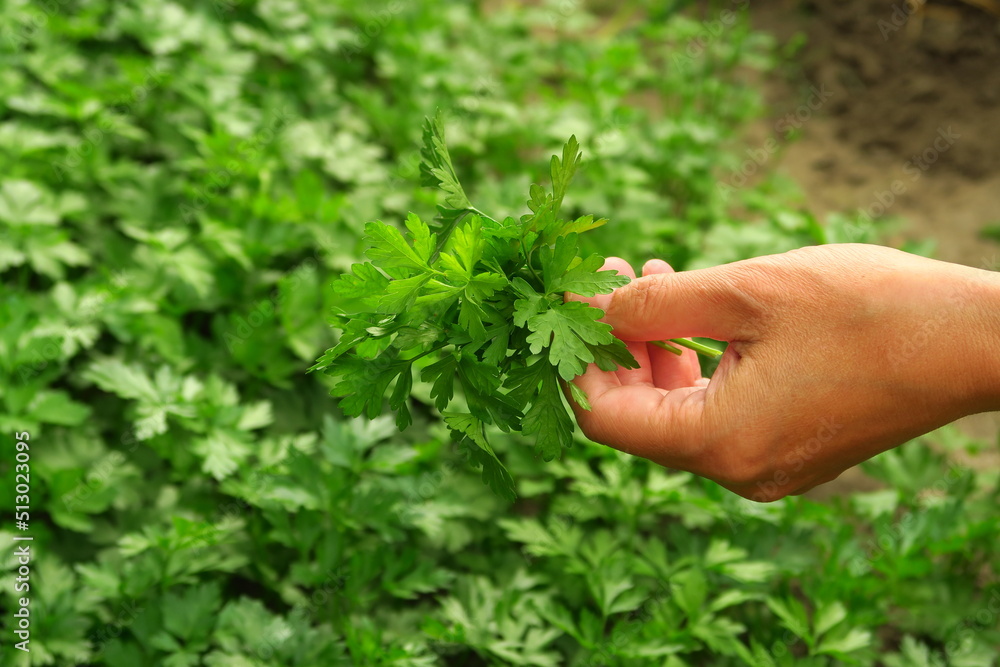 a woman collects parsley in the garden. home gardening and cultivation of greenery concept a woman collects parsley in the garden. home gardening and cultivation of greenery concept