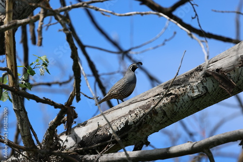 quail in a tree