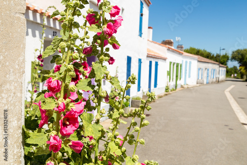 Roses trémières dans une ruelle sans voitures avec maisons blanches aux volets et ouvertures colorées. Noirmoutier en l'île, quartier de Banzeau.