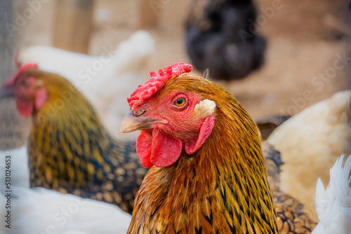 Rhode Island Red Chicken Head photo