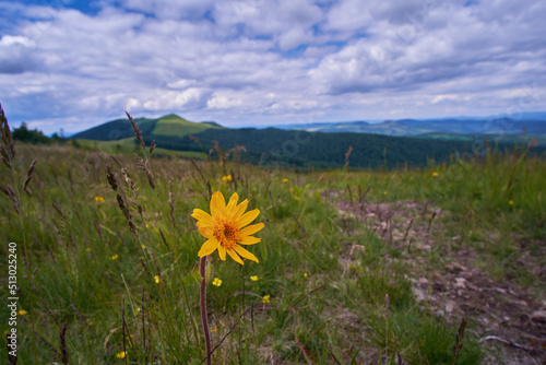 Yellow flower of Arnica montana, also known as wolf's bane, leopard's bane or mountain tobacco. Beautiful medicinal plant in the background of a mountain landscape photo