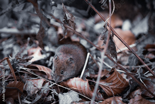Closeup shot of an Eastern meadow vole eating the dry branches in a forest photo