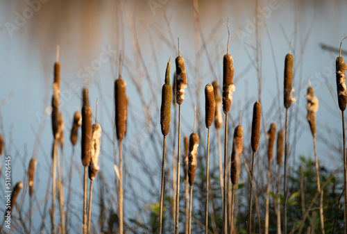 Photographie Closeup shot of bamboos growing by the swamp
