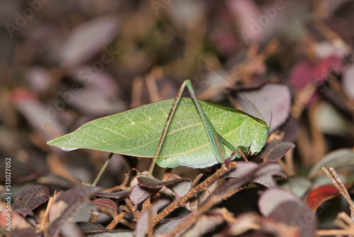 Adult Katydid (Microcentrum) perched on a Loropetalum shrub, ventral view. Common species of insect found throughout North America.
