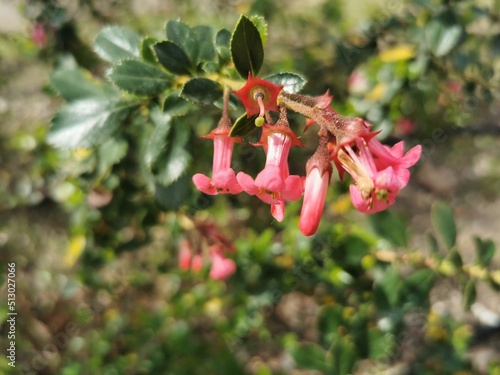 Closeup of growing Red Escallonia (Escallonia rubra) flowers in a garden photo