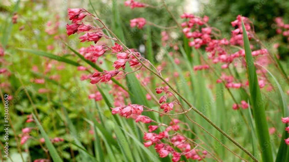 Heuchera blood-red (lat. Heuchera sanguinea ) in bloom. Red flowers of Heuchera blood-red Heuchera blood-red (lat. Heuchera sanguinea ) in bloom. Red flowers of Heuchera blood-red