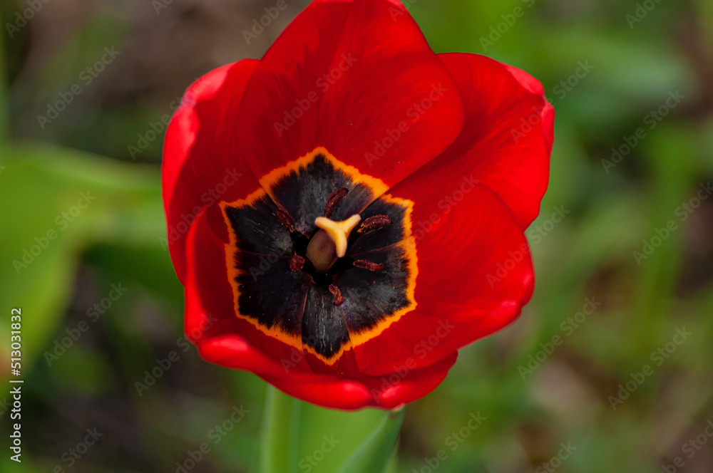 Tulips are bright red and yellow, delightful flowers in the garden. Photos on a sunny summer day. Tulips are bright red and yellow, delightful flowers in the garden. Photos on a sunny summer day.
