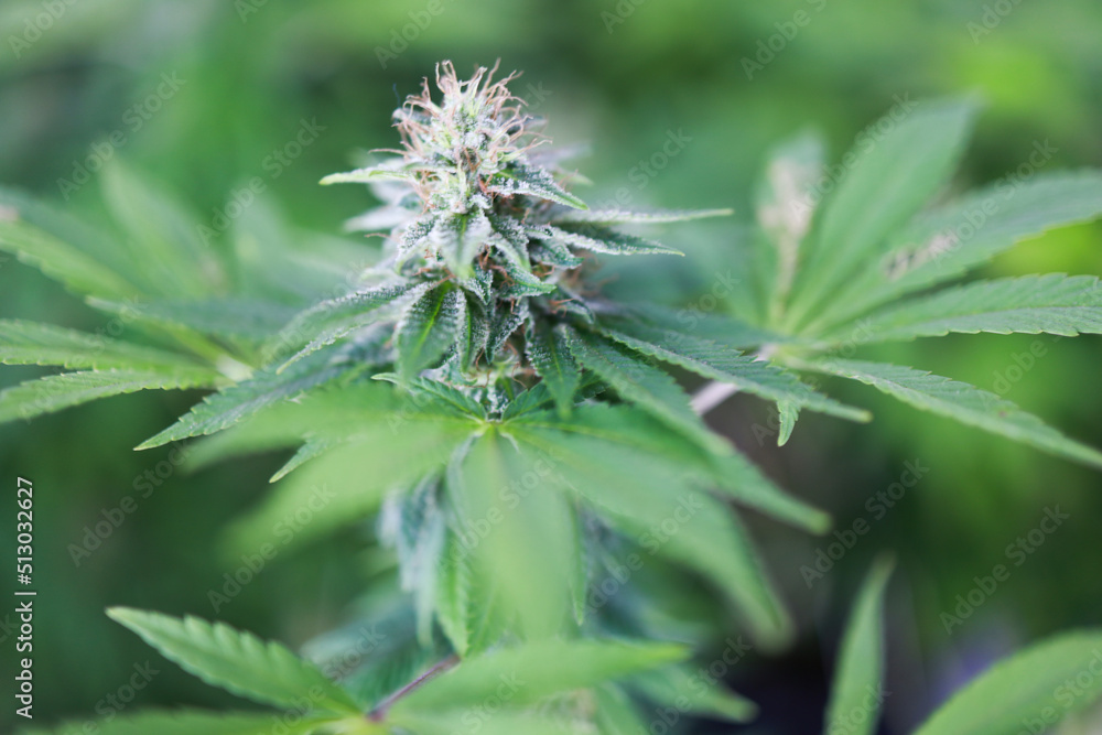 Hemp Cannabis Ganja focus on flower.
thai Ganja os legal in thailand Hemp Cannabis Ganja focus on flower.
thai Ganja os legal in thailand