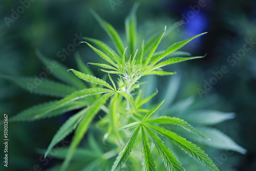 Hemp Cannabis Ganja Marijuana Legal in Thailand. Focus on leaf