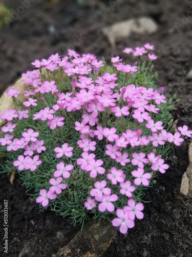 round fluffy green ball Dianthus microlepis with several delicate pink flowers on a Czech rolling pin . Plants for Alpine slide. Garden and landscape design.Top view photo