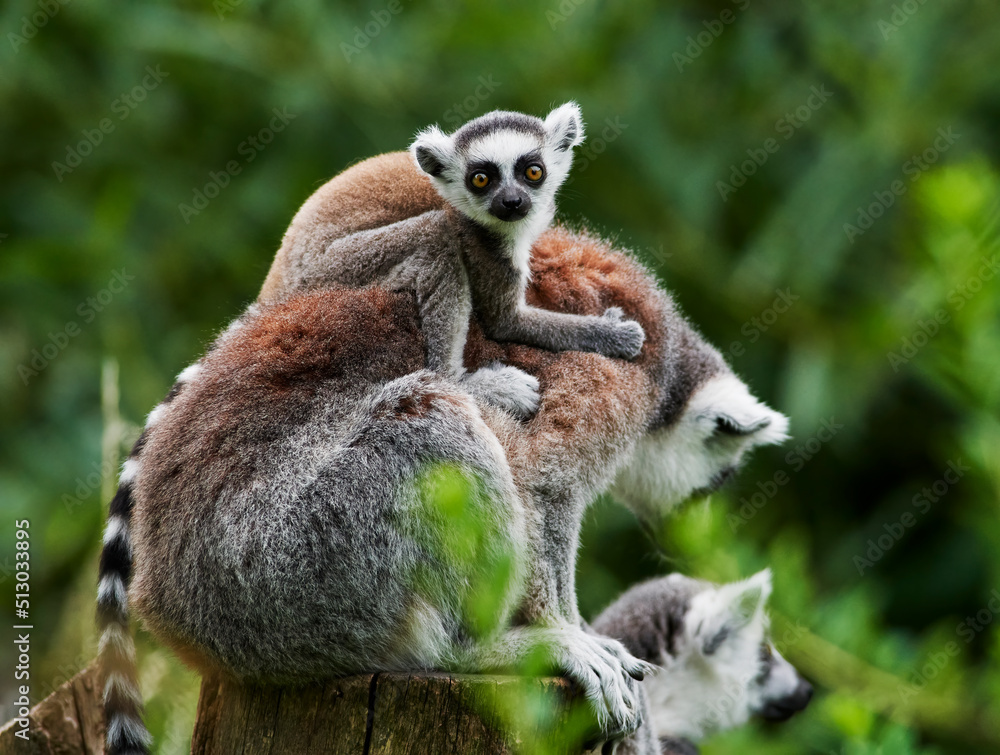 Obraz premium Lemur catta baby on the mother's back/Lemur catta baby and mother/Lemur Catta