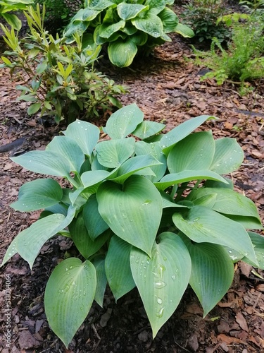 Hosta Canadian Blue on the mulched flower bed.Nature wallpaper