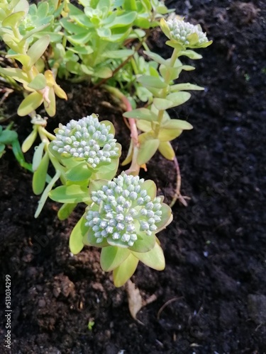 Nature wallpaper with blooming Alpine plants. Cute blue sedum anacampseros with an inflorescence of many balls on a blurry background. photo