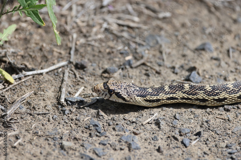 Obraz premium snake on the ground