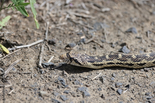 snake on the ground