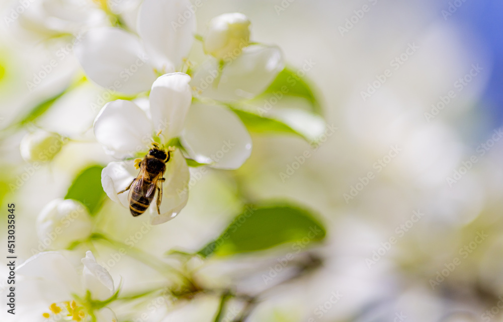 Apple tree blossoms. Spring flowers. Macro photo of flower bud. Bee on flower Apple tree blossoms. Spring flowers. Macro photo of flower bud. Bee on flower