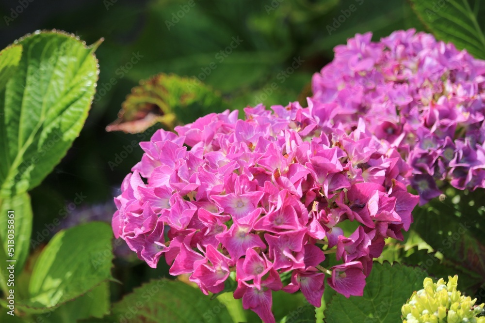Hortensia Hortensia