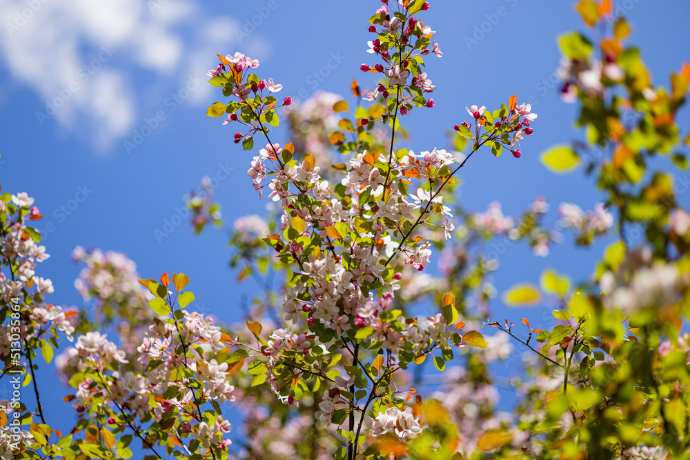 Apple tree blossoms. Spring flowers. Macro photo of flower bud. Bee on flower Apple tree blossoms. Spring flowers. Macro photo of flower bud. Bee on flower