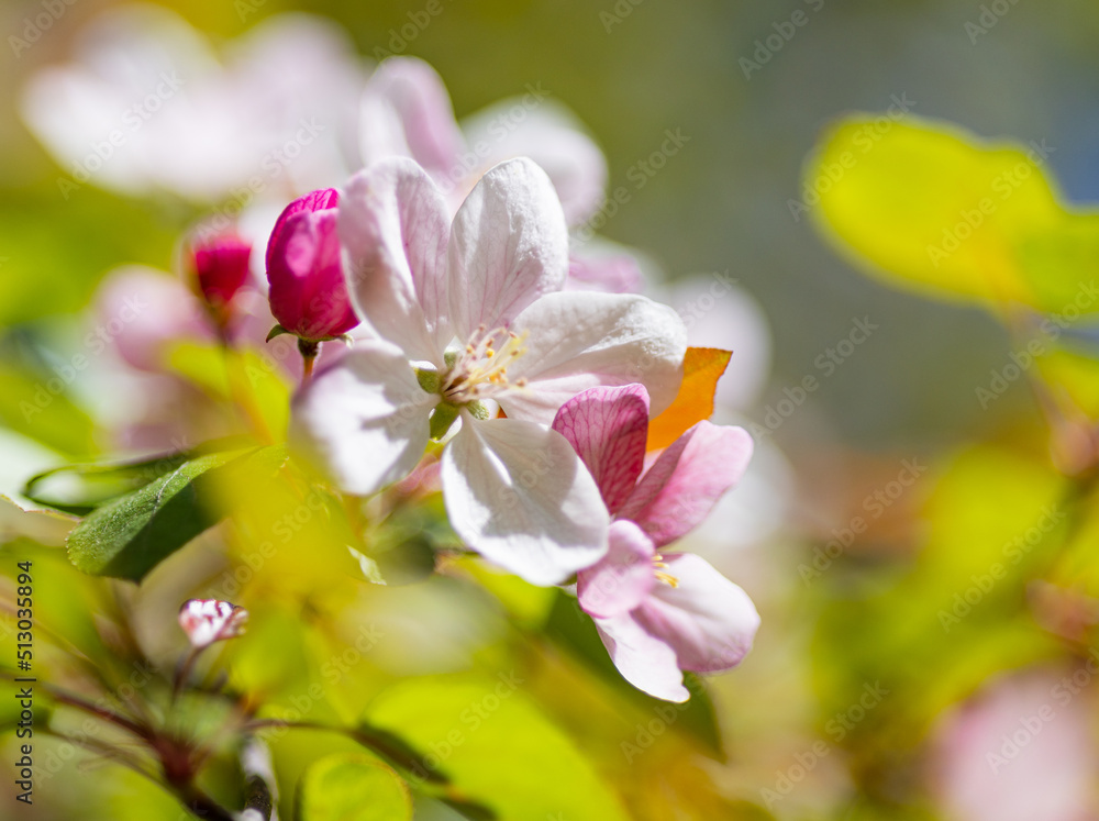 Obraz premium Apple tree blossoms. Spring flowers. Macro photo of flower bud. Bee on flower