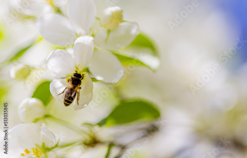 Apple tree blossoms. Spring flowers. Macro photo of flower bud. Bee on flower